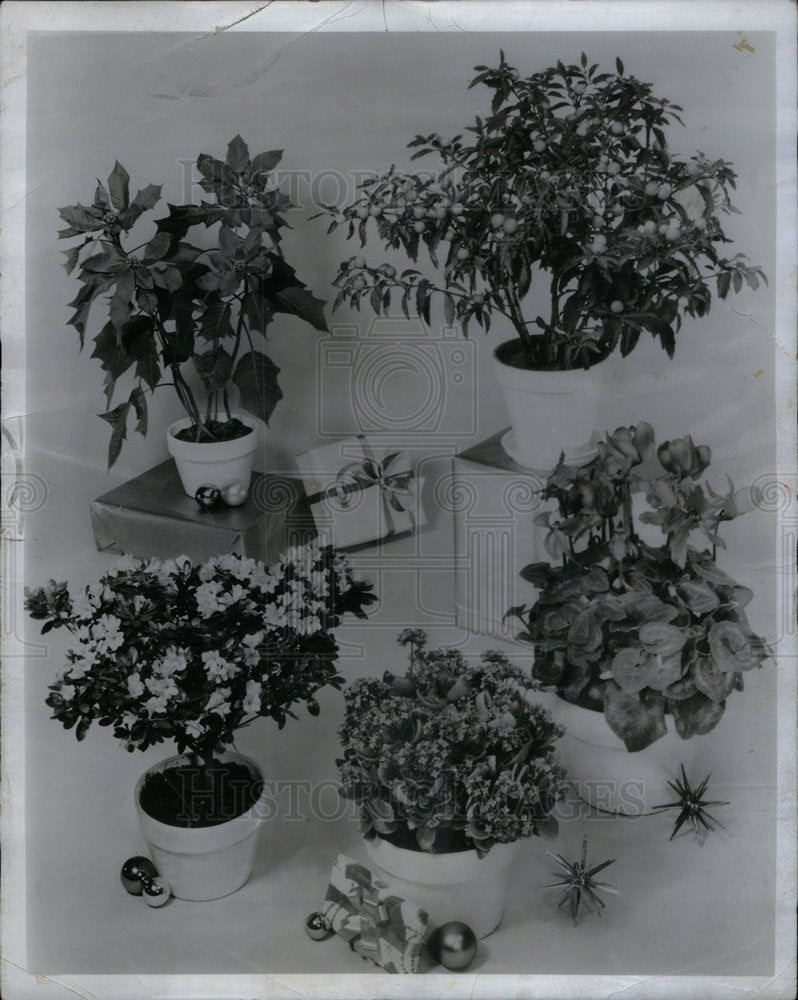 1964 Press Photo Home decoration Poinsettias flower pot - Historic Images