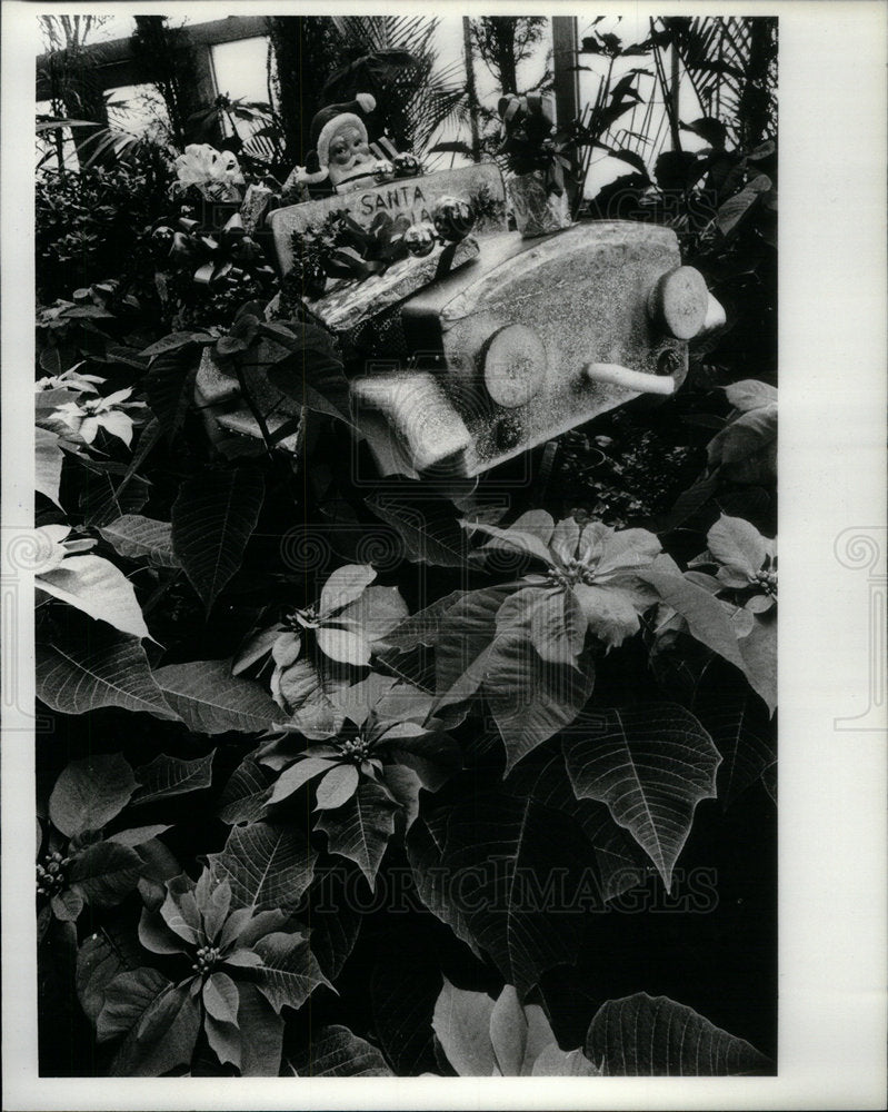 1980 Press Photo Poinsettias Christmas Flower - Historic Images