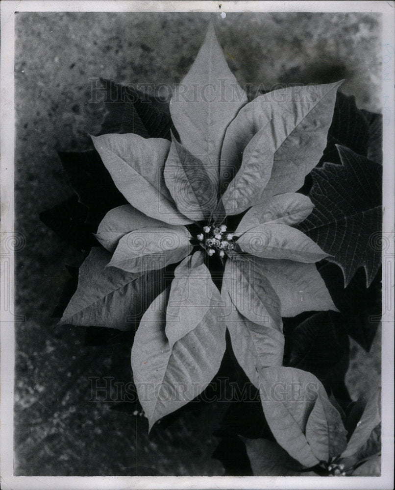 1969 Press Photo Poinsettia flower plant Garden show - Historic Images