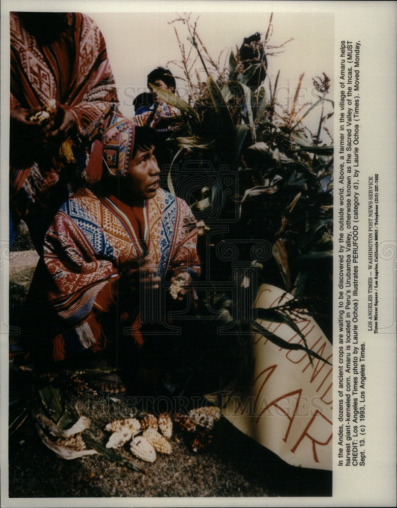1993 Press Photo Andes Ancient Corn Crop Amaru Peru - Historic Images