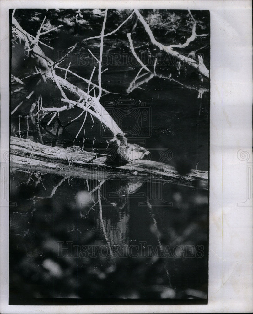 1971 Press Photo Duck Michigan canal bear winow Springs - Historic Images