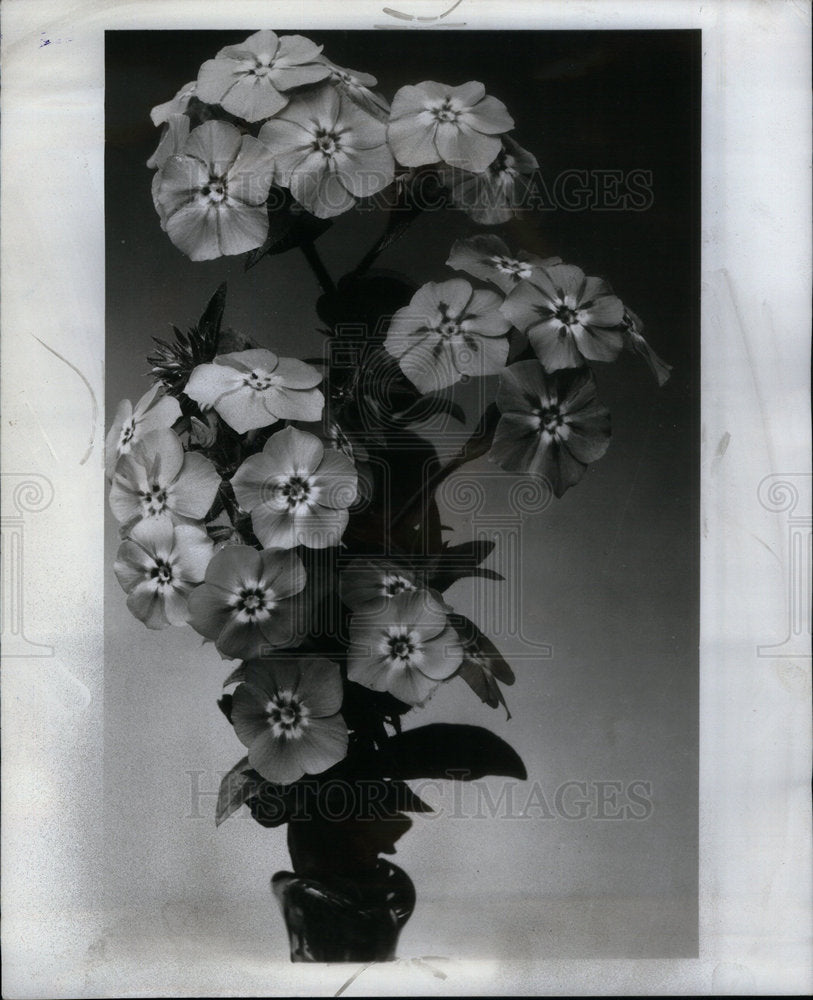 1951 Press Photo Phlox drummondii flowering plant - Historic Images