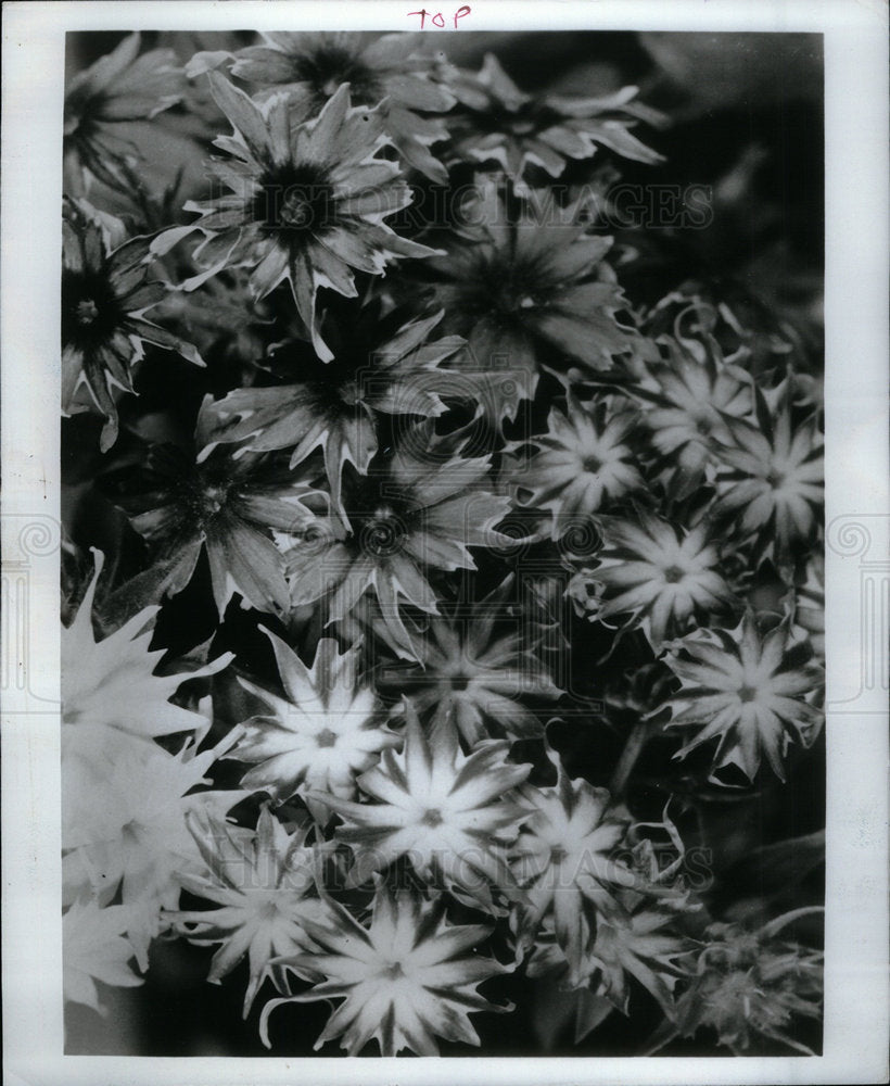 1972 Press Photo Pitcox Plants in gardens of Delta Fall - Historic Images