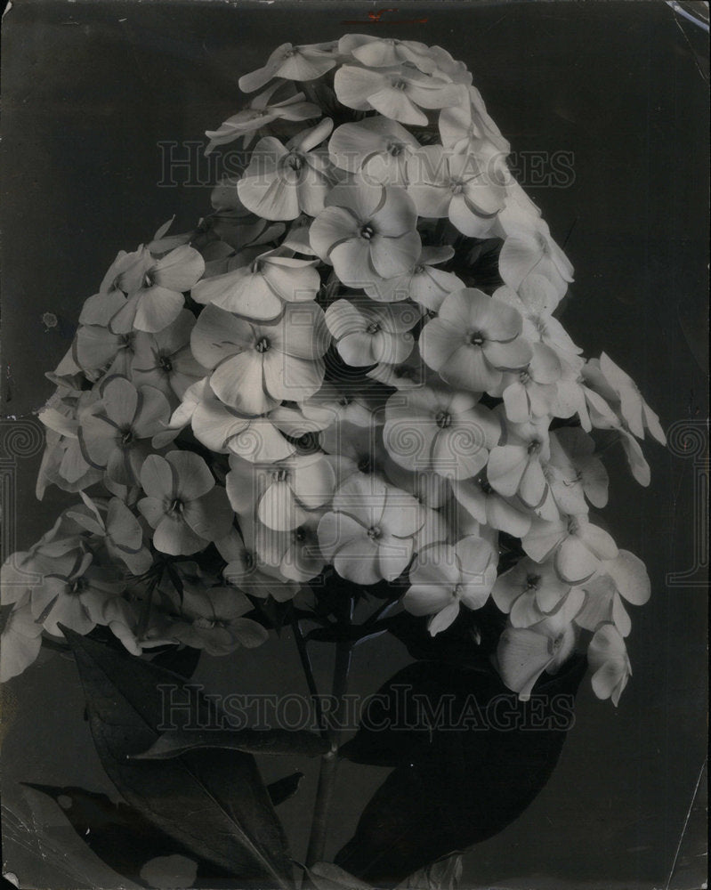 1941 Press Photo Phlox - Historic Images