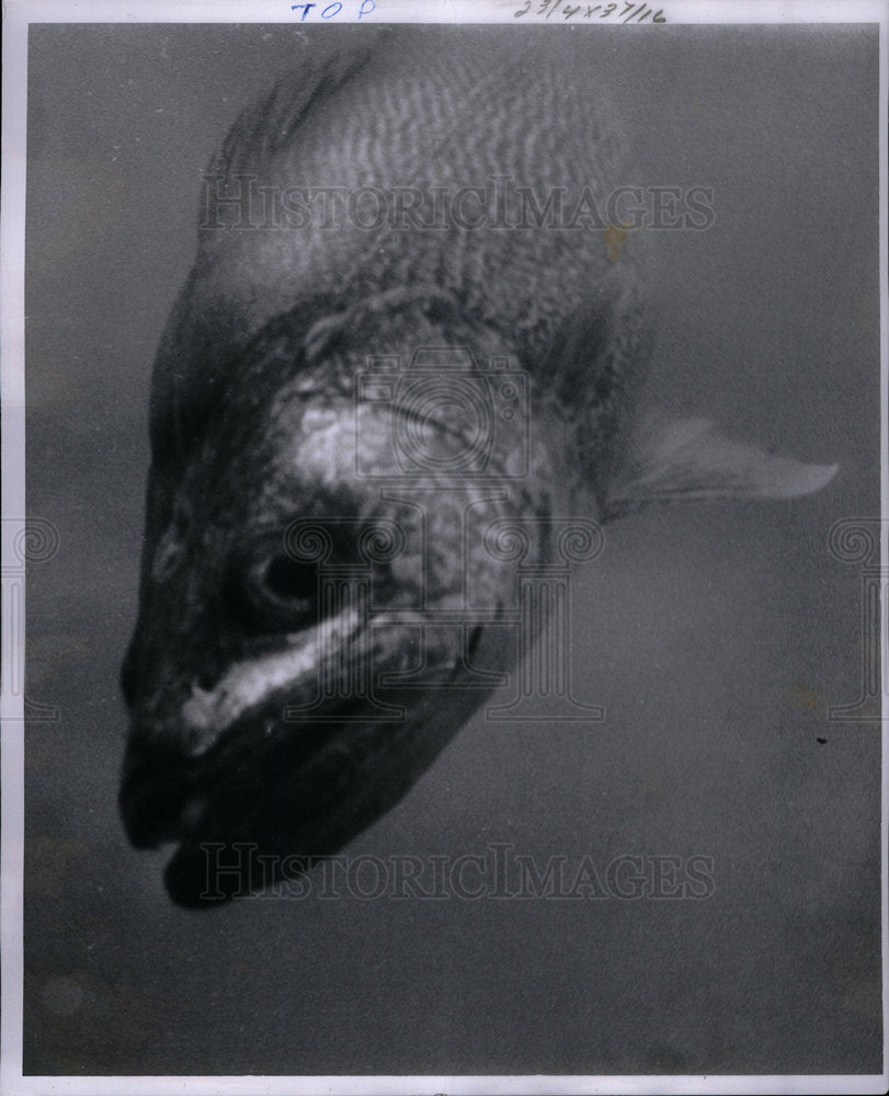 1961 Press Photo Picture of Pickeral Fish. - Historic Images