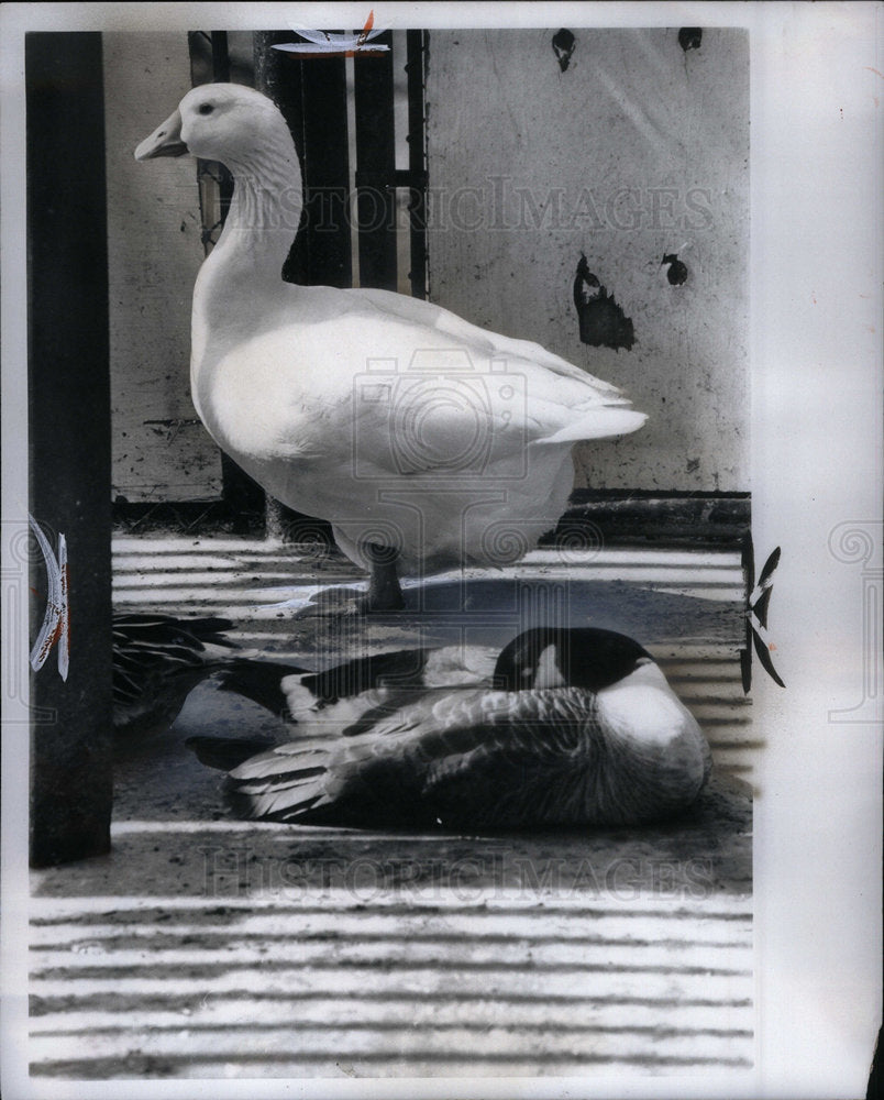 1975 Press Photo Snow Goose - Historic Images