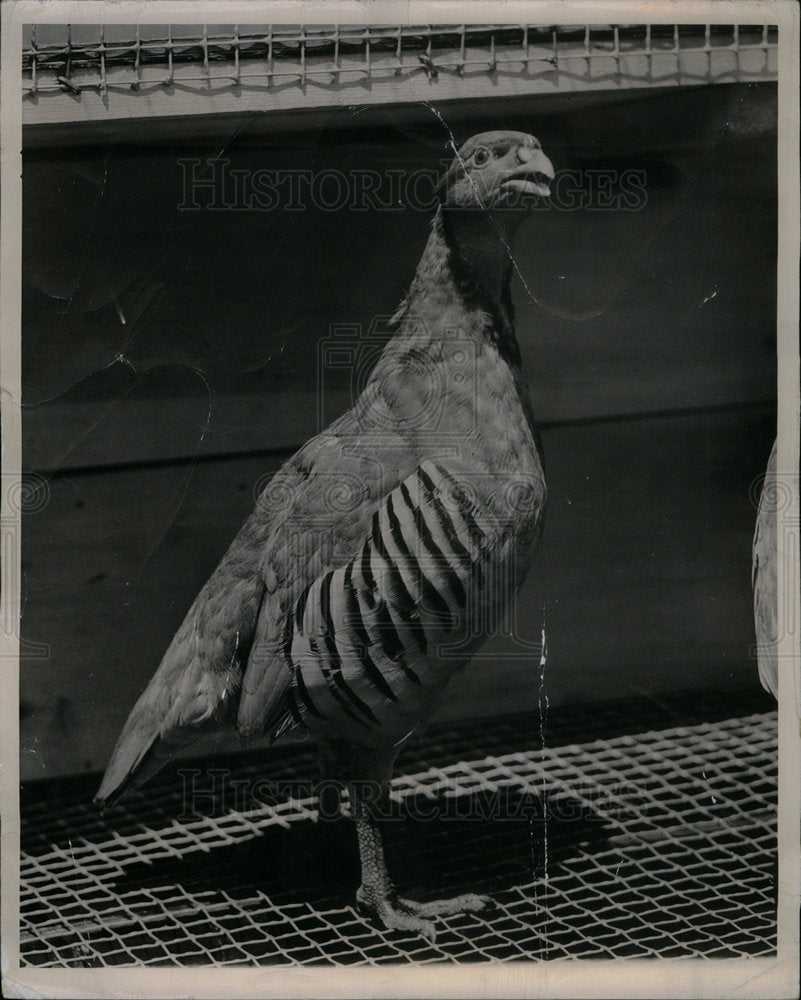 1951 Press Photo Chicken Painting - Historic Images