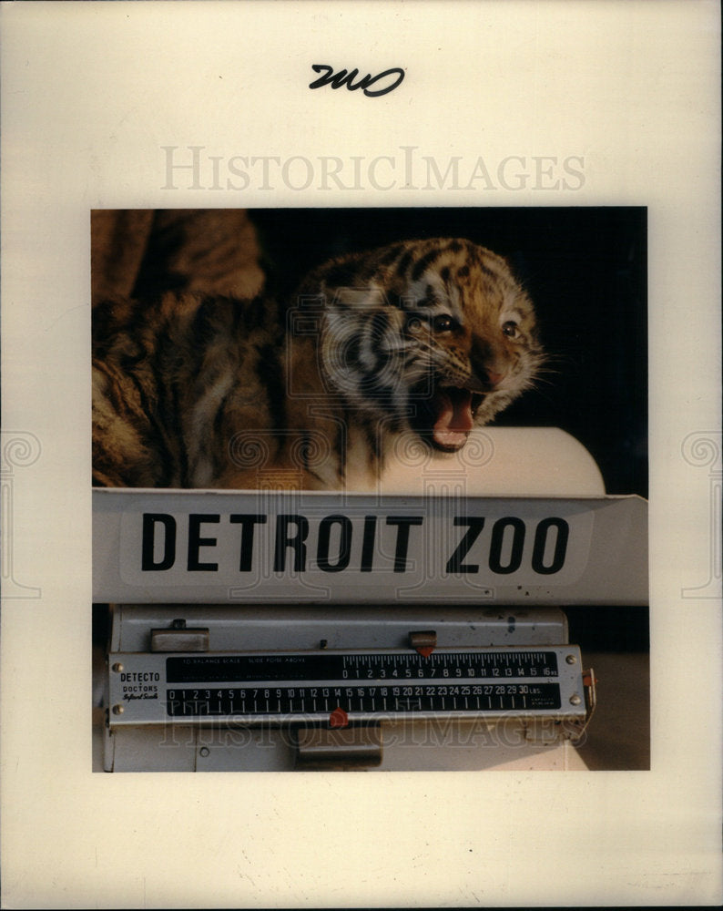 1985 Press Photo Siberian Tiger Cub Detroit Zoo - Historic Images