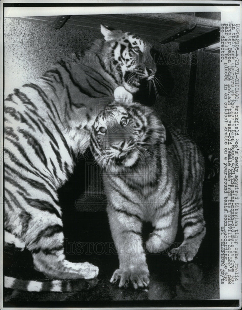 1971 Press Photo Siberian Tigers Brookfield Zoo Chicago - Historic Images