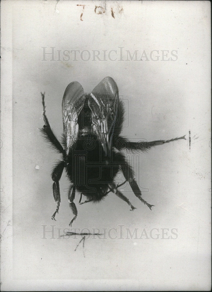 1941 Press Photo Bumblebee/Insect - Historic Images