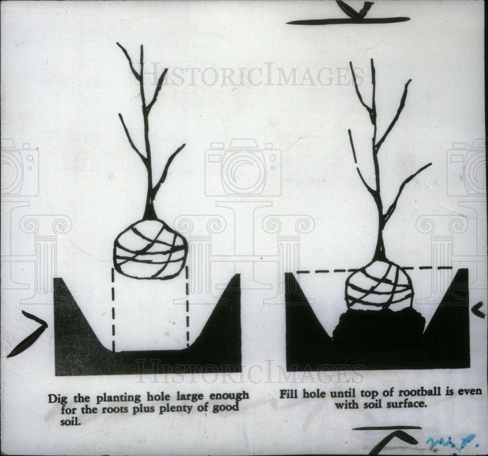 1969 Press Photo Tree&#39;s   Planting instructions - Historic Images