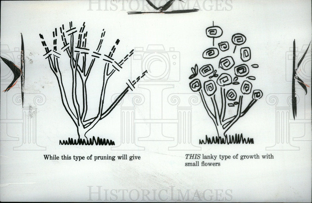 1956 Press Photo Sun Gardens High Pruning Flowers. - Historic Images