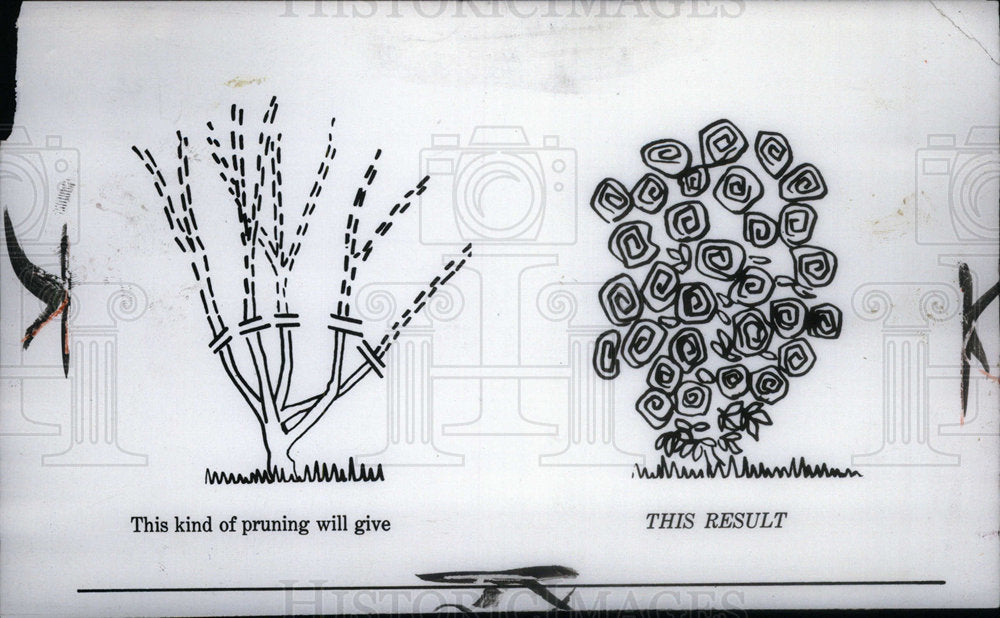 1956 Press Photo Diagram Demonstrating Low Pruning - Historic Images