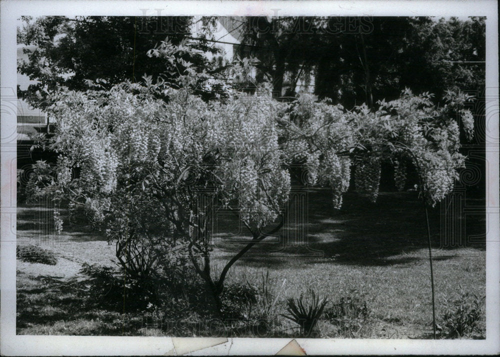 1971 Press Photo Wisteria tree plants garden ground - Historic Images