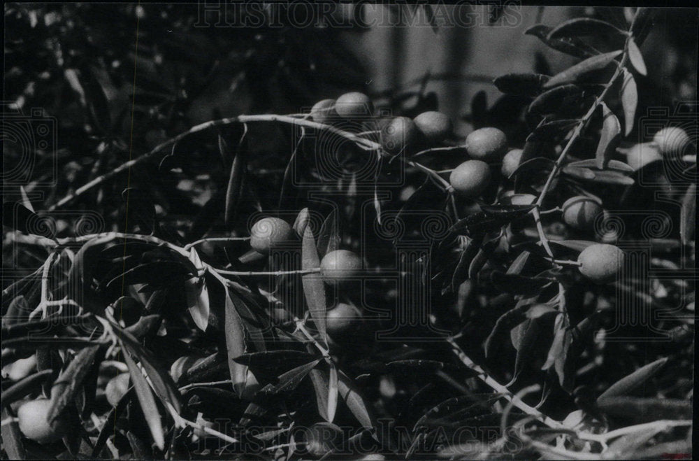 1985 Press Photo Southern Spain Olives Columbus Indies - Historic Images