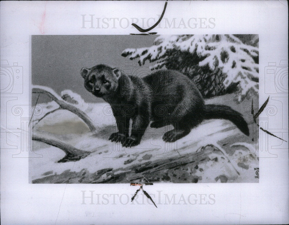 1985 Press Photo Fisher Michigan fur bearer animal snow - Historic Images
