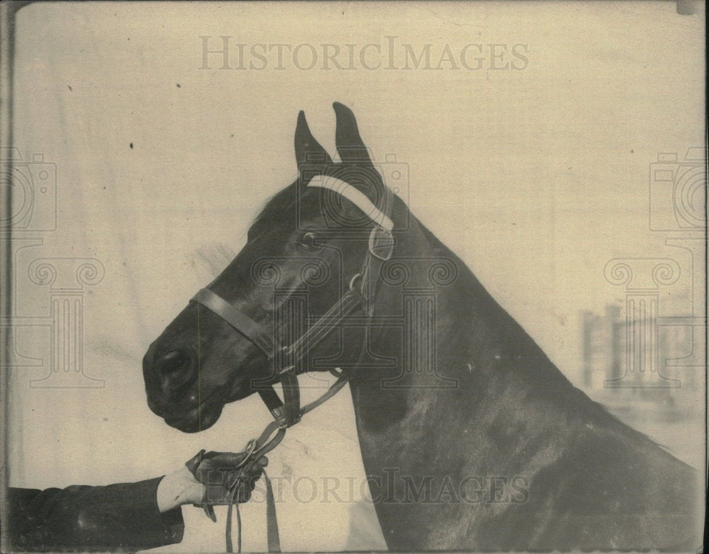 1928 Press Photo One Lulu Longo Horse - Historic Images