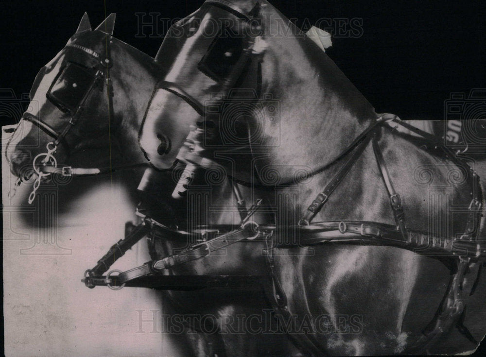 1928 Press Photo Two Lulu Longs Horses picture black - Historic Images