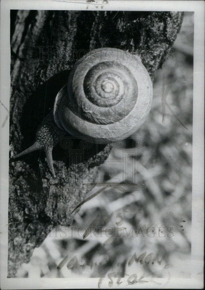 1937 Press Photo Snails animals Tree Woodland - Historic Images