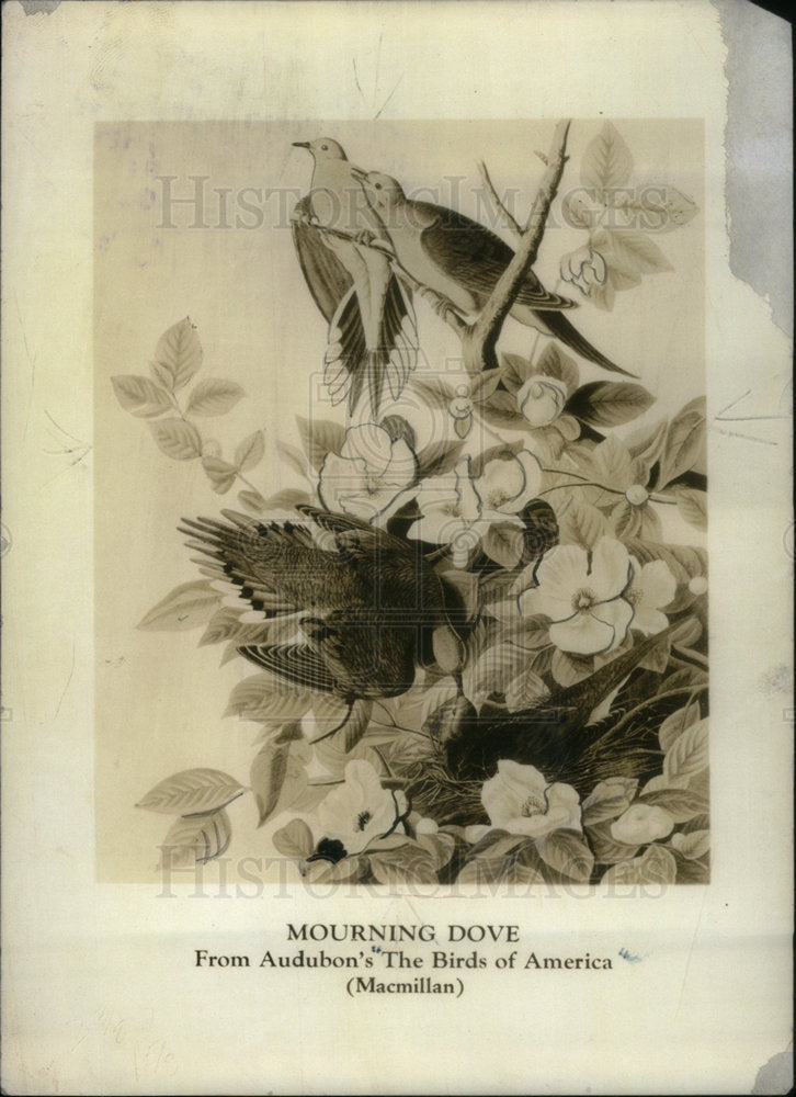 Press Photo Audubon Mourning Dove The Birds of America - Historic Images