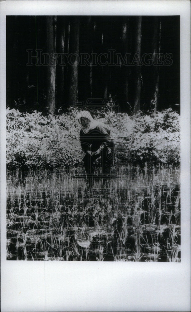 1979 Press Photo Japan Agriculture Rice - Historic Images