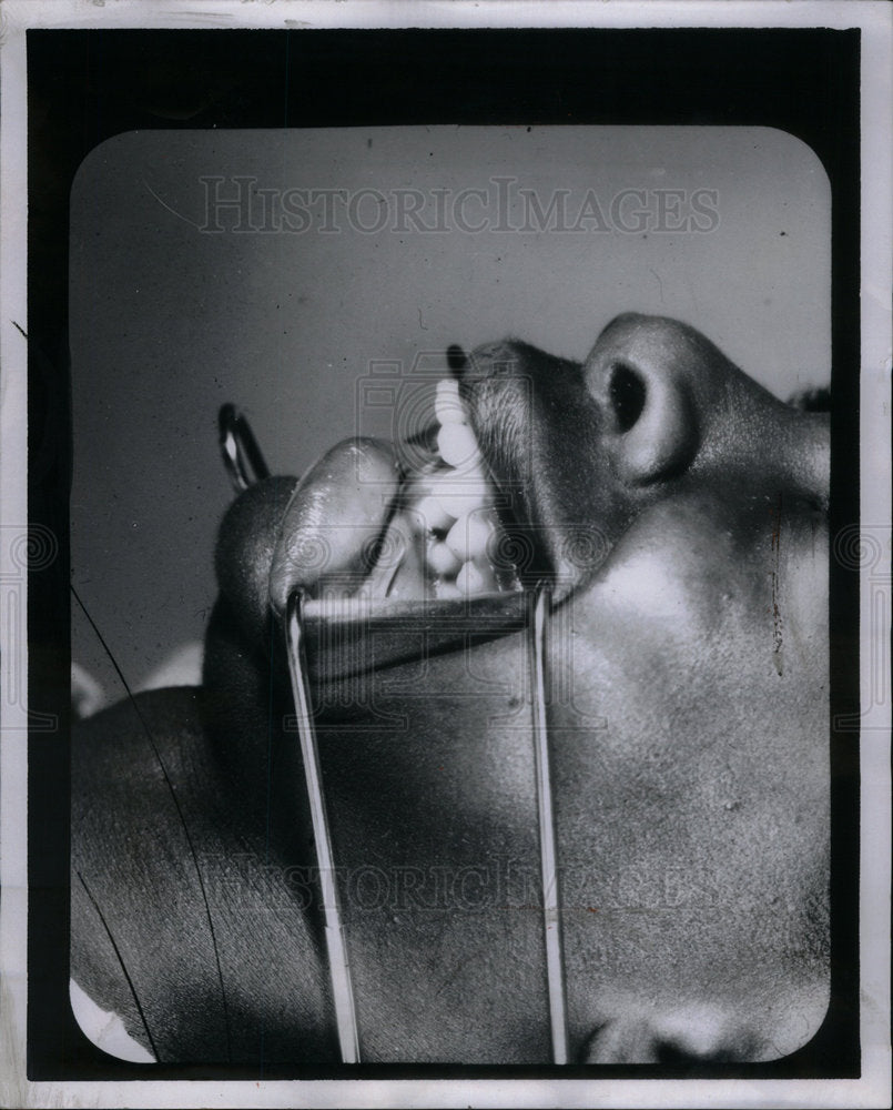 1970 Press Photo Teeth - Historic Images