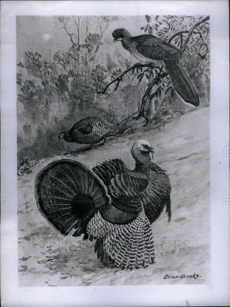 1956 Press Photo Bird Turkey - Historic Images