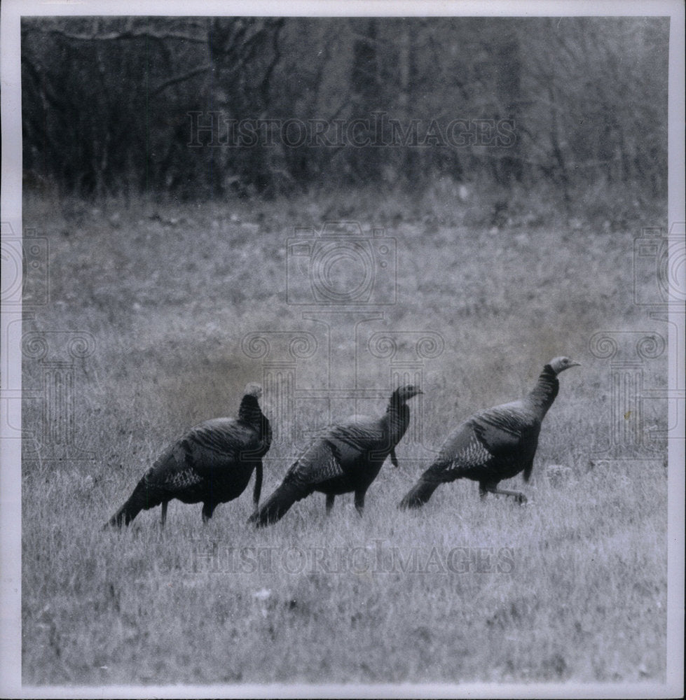 1966 Press Photo Three Turkeys wild crows ground birds - Historic Images