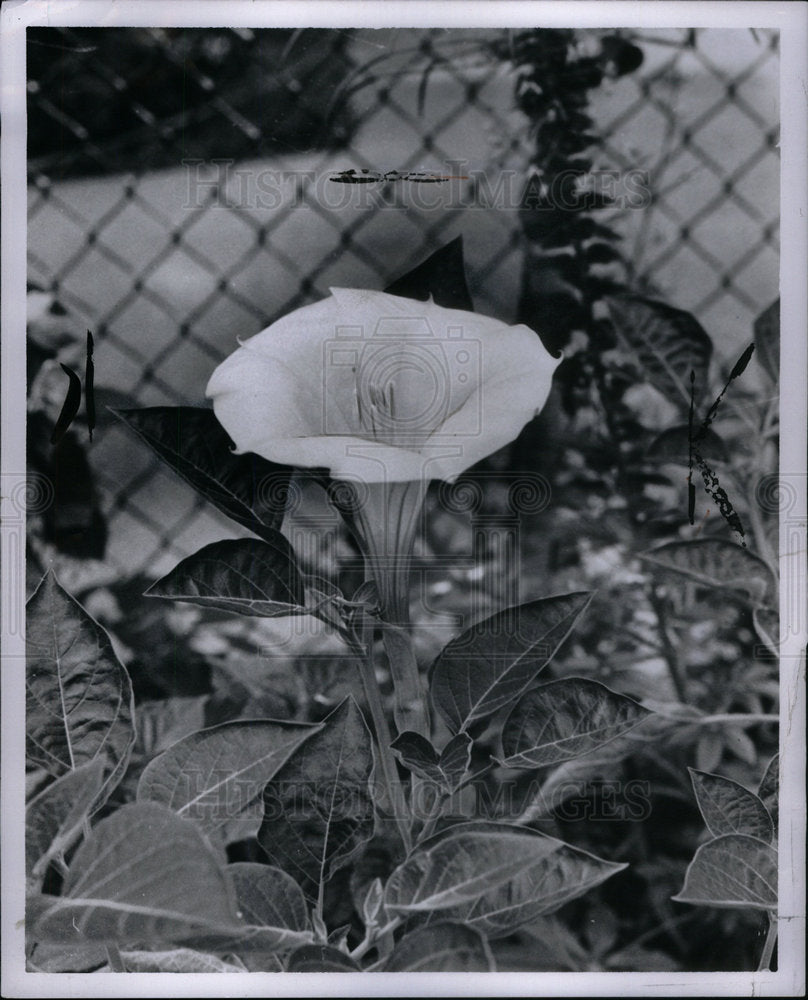 1966 Press Photo Angels Trumpet - Historic Images