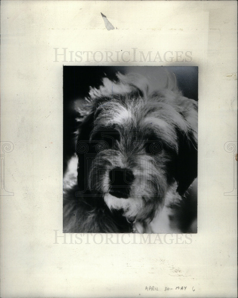 1978 Press Photo Animal Benji Picture Shows Dogs White - Historic Images