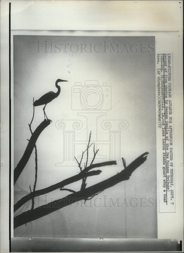 1972 Press Photo Second Five Photo Ceolla Ded Tribune - Historic Images