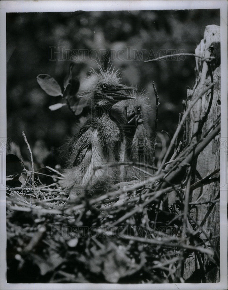 1958 Press Photo Bird Herons - Historic Images