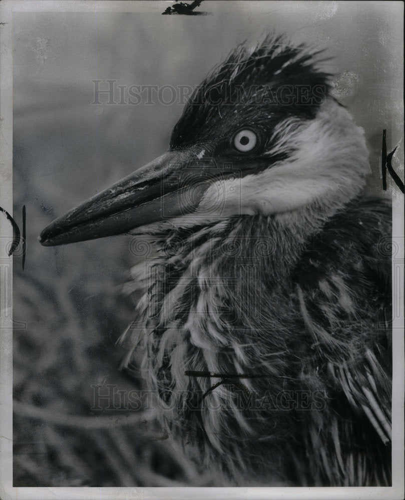 1956 Press Photo Blue Heron Bird - Historic Images