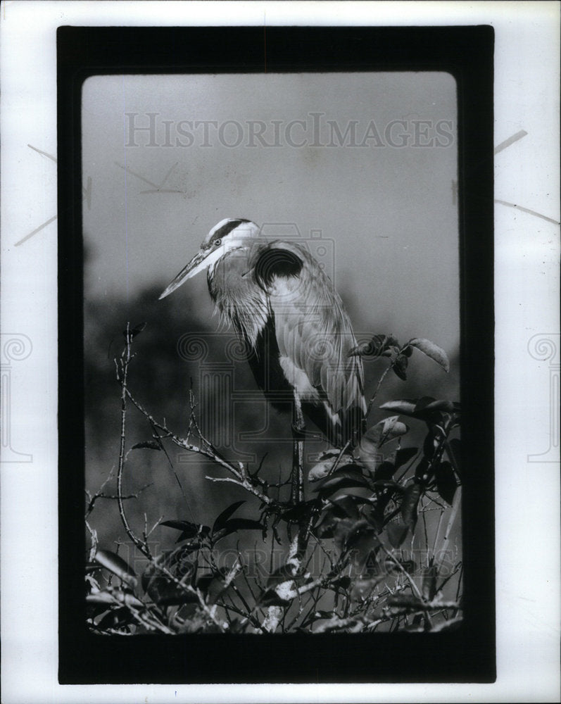 1989 Press Photo Blue Heron Bird - Historic Images