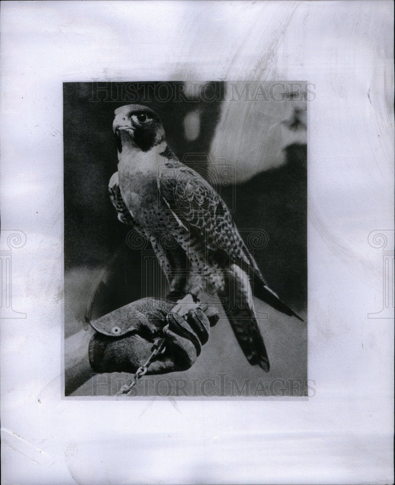 1955 Press Photo Luck Hawk Ready To Fly - Historic Images