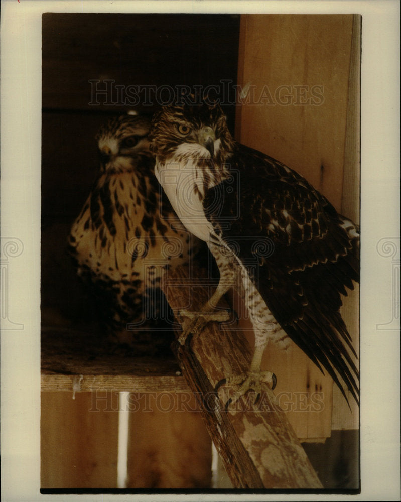 1984 Press Photo Hawks Cooper - Historic Images