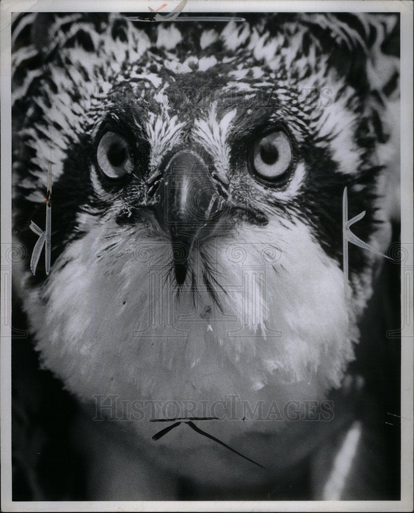 1958 Press Photo Spout Bird - Historic Images