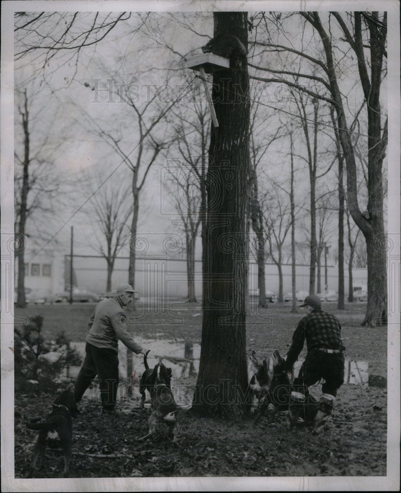 1950 Press Photo Coon Hunt Racoon - Historic Images