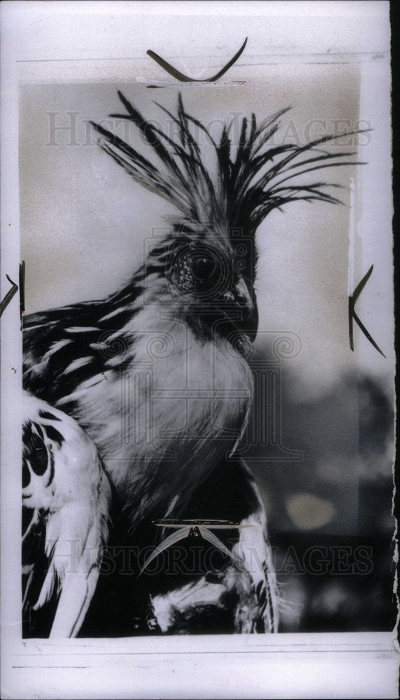 1960 Press Photo Hoatzin Stinkbird Canje Pheasant - Historic Images