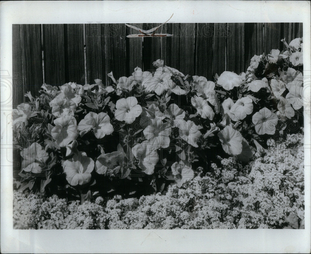 1970 Press Photo Petunia flowering plants garden trees - Historic Images