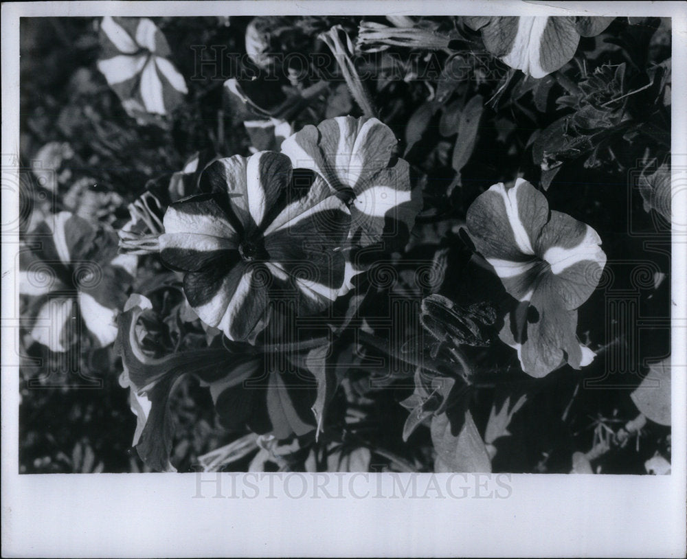 1978 Press Photo Petunias Flowers - Historic Images