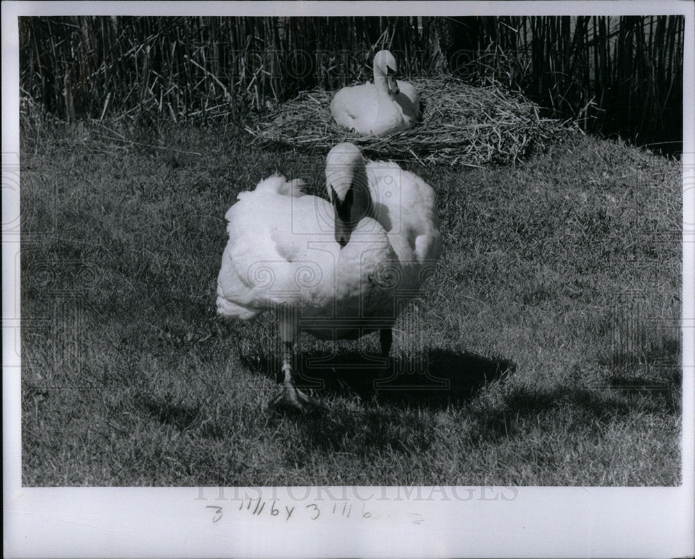 1965 Press Photo Swan - Historic Images