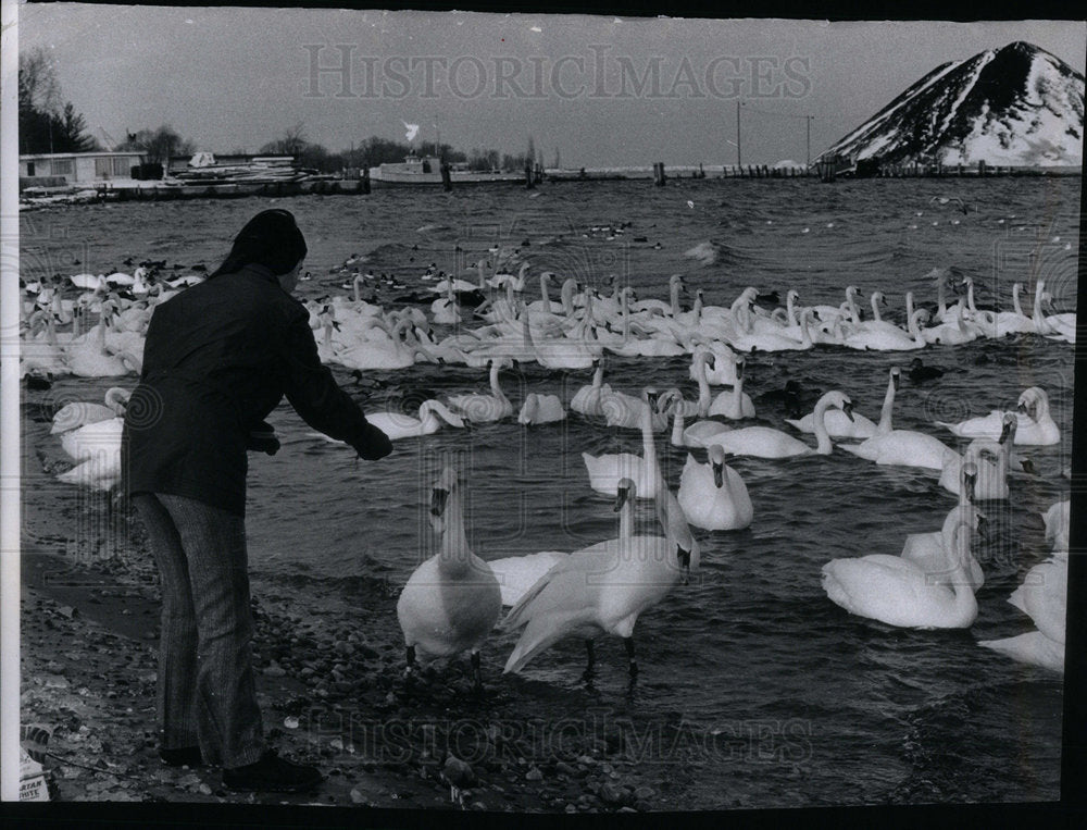 1972 Press Photo Swans in Michigan Lake. - Historic Images