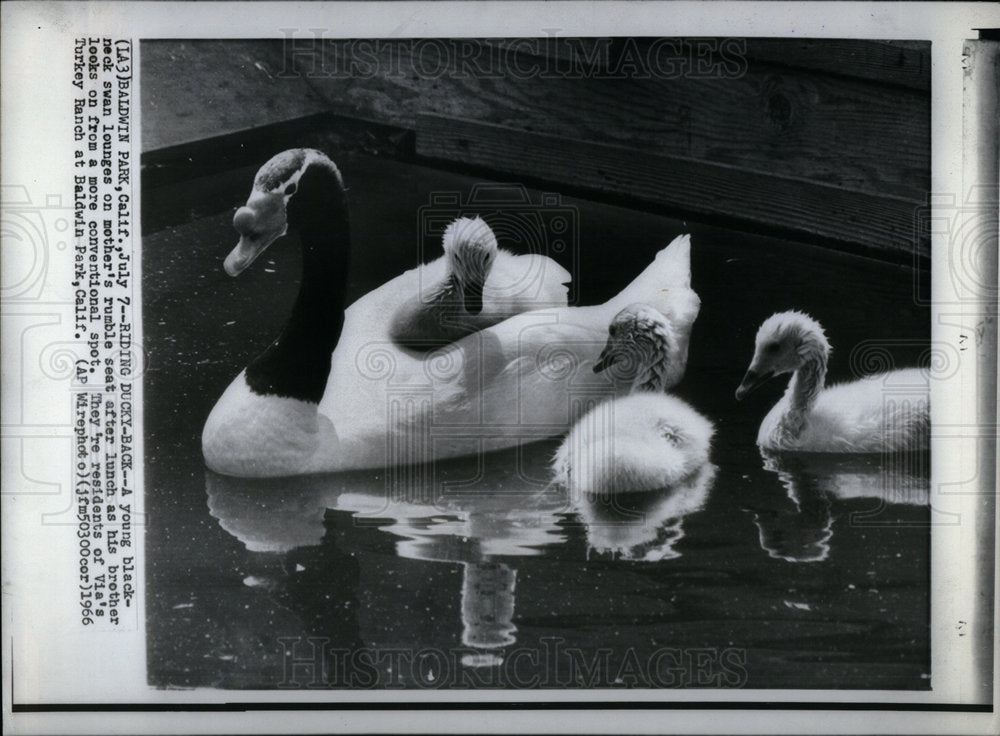 1966 Press Photo Seat Young Black Swan Lounge Mothr - Historic Images