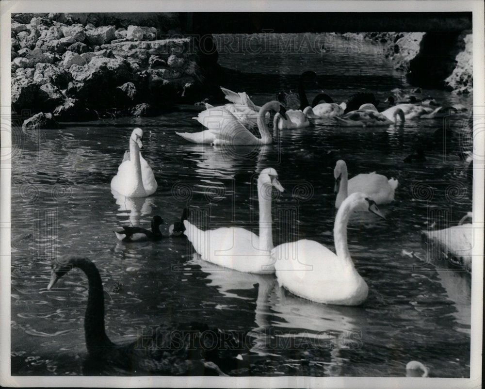 1968 Press Photo Black White Swans Gist Collection - Historic Images