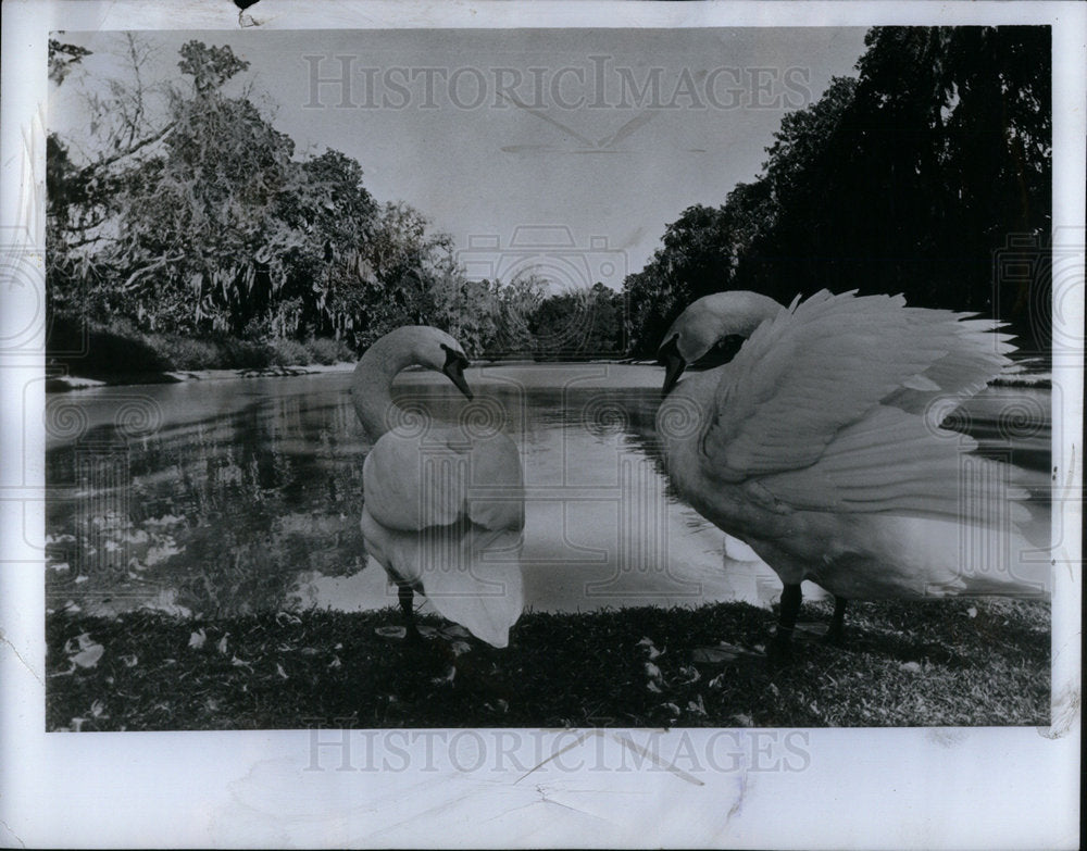 1971 Press Photo Picture of Swans. - Historic Images