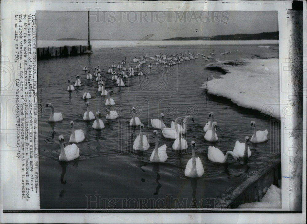 1957 Press Photo Bird Feather Spring Return Swan - Historic Images