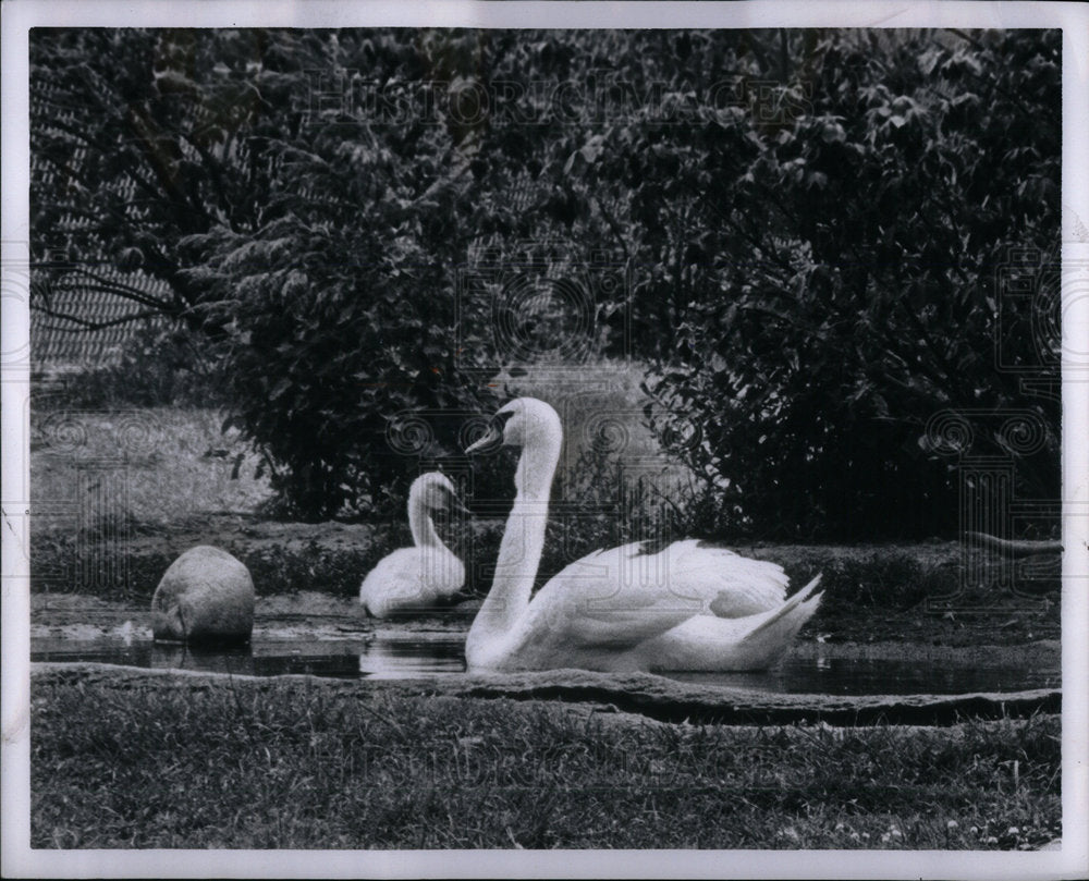 1971 Press Photo Picture of Swans. - Historic Images