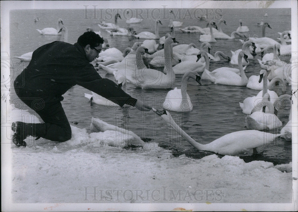 1969 Press Photo Swan - Historic Images