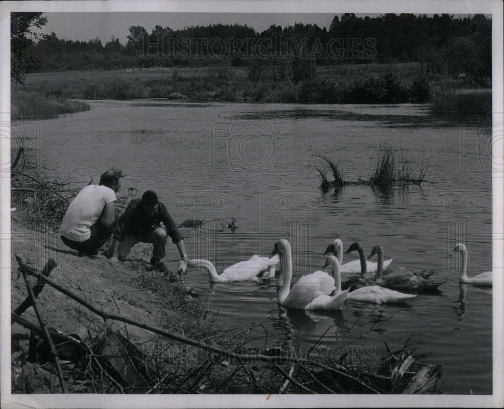 1951 Press Photo The man grabbing injured Swan by neck. - Historic Images